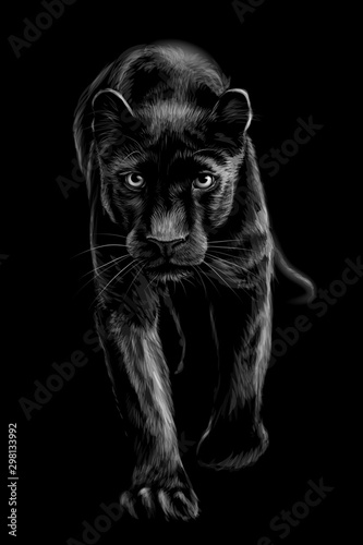  Panther. Artistic, sketchy, black and white portrait of a walking panther on a black background.