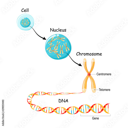 From Gene to DNA and Chromosome in cell structure. genome sequence.