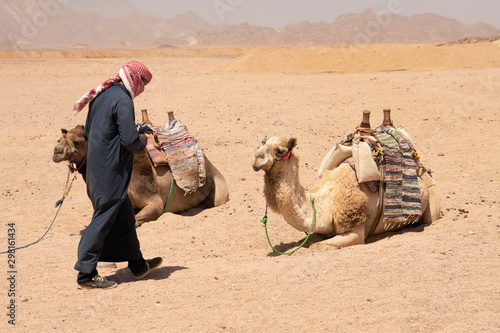 Beduin And Camels