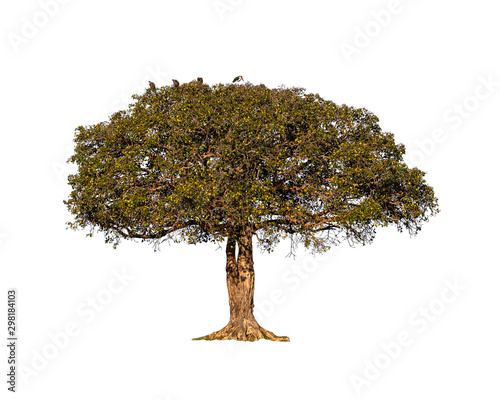 Fig Tree Isolated on White