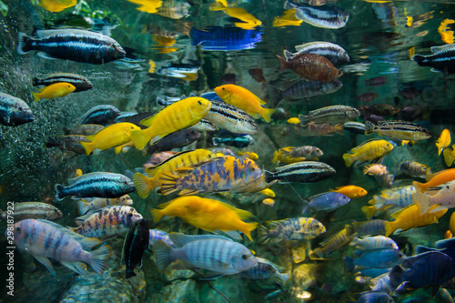 Fish swim in an aquarium among corals and decor. A tour of the aquarium in Vladivostok.