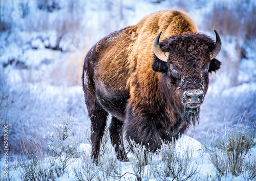 Big male byzon standing in the snow and staring at camera