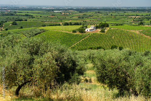 Rural landscape near Velletri at summer