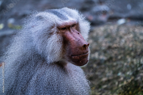 The hamadryas baboon, Papio hamadryas is a species of baboon