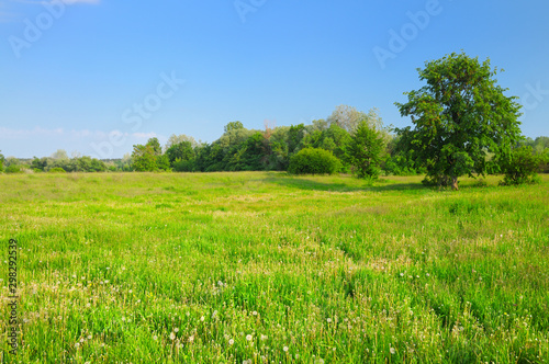 Beautiful scenic landscape of green trees field