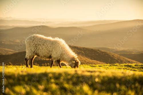 Sheeps eating grass in the mountains in the basque country