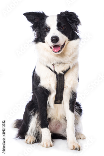 Young border collie dog on white backround