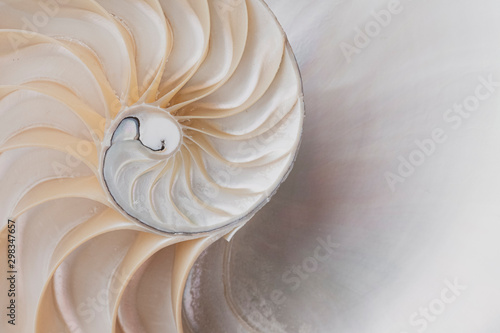 Nautilus Shell