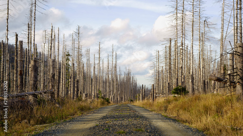 Road through a forest of dead trees. Forest dieback in the Harz National Park, Saxony-Anhalt, Germany, Europe. Dying spruce trees, drought and bark beetle infestation, autumn of 2019.