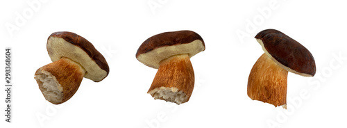 Boletus Badius or Bay Bolete Mushroom Collection Isolated