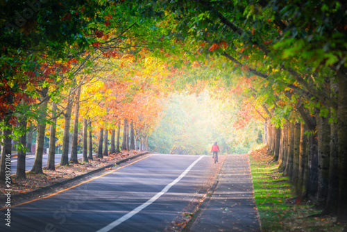 Young girl biking on street bike lane surrounded by colorful autumn foliage with thin fog and sun rays