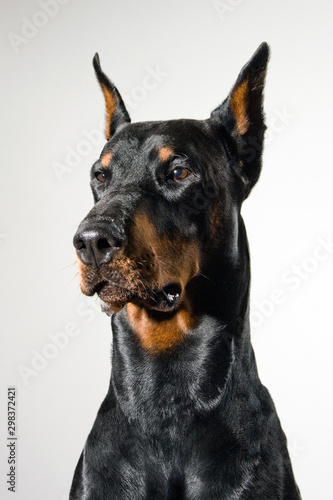 Doberman dog portrait on white background