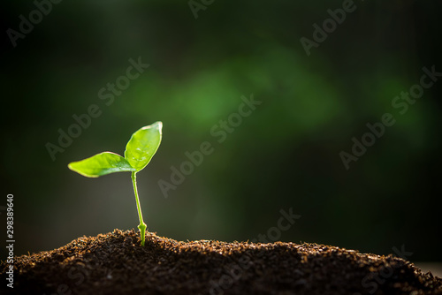 The Sapling are growing from the soil with sunlight