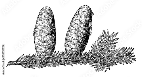 Pine Cone of Balsam Fir vintage illustration.