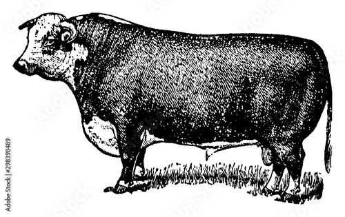 Hereford Bull, vintage illustration.