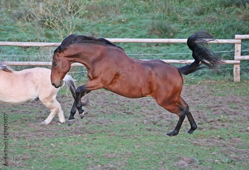Brown quarter horse runs on a fenced spout