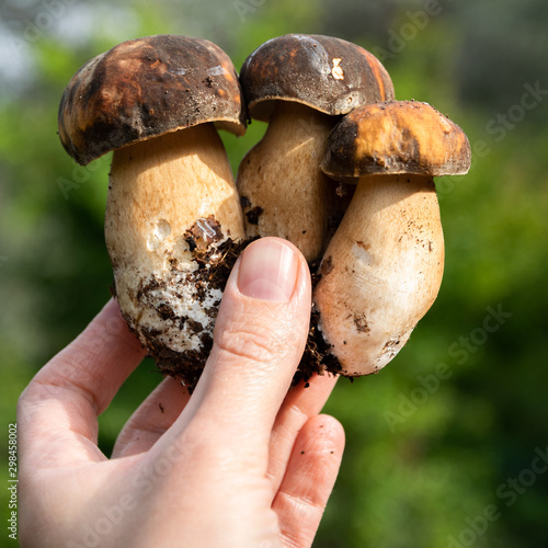Crop view of woman hands collecting mushrooms (Boletus edible) in the forest