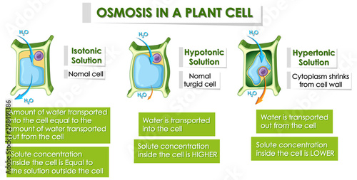 Diagram showing details of plant cell