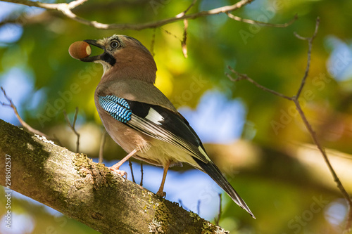 A jay in its beak holds an acorn. A colorful Eurasian jay sits on a thick oak branch. Close-up. Autumn. Natural blurred background. Wild nature.