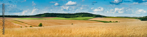 duży panoramiczny widok na pole pszenicy, kłosy i żółte i zielone wzgórza