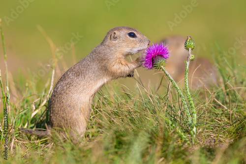 Beautiful european ground squirrel observing from ground