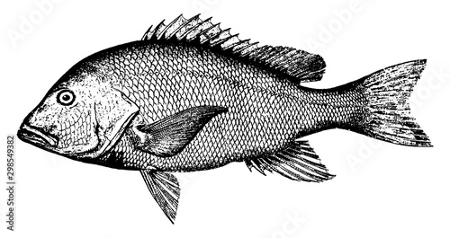 Red Snapper, vintage illustration.