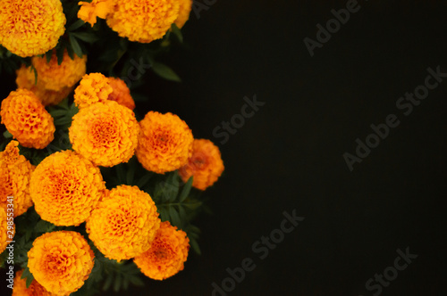 Cempasúchil flowers, Day of the Dead, black background