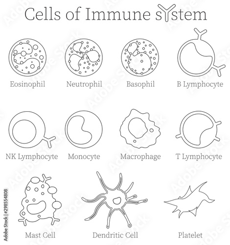 Immune cell army - different cell types of the human immune system. Biomedical illustration.