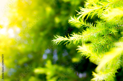 Young leaves of pine or spruce branch on plant green tree background surface natural color with bokeh ,Natural background at sunset time in winter season.