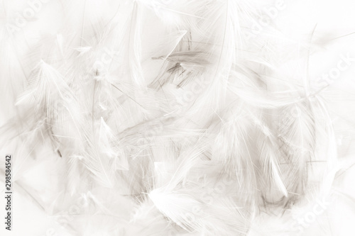 Beautiful abstract black and white feathers on white background and colorful soft gray feather texture