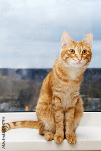 Closeup photo of domestic ginger cat sitting on a windowsill and looking inside the room