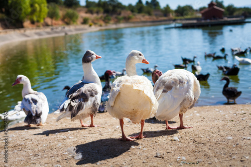 Patos en el lago