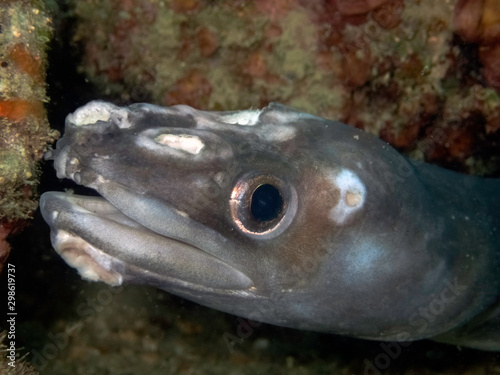 European conger head with injuris hidden in a hole underwater, Slovenia, Fiesa, Piran, Mediterranean sea