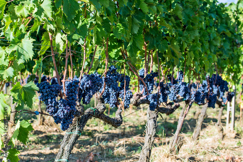 Rows of Sangiovese grapes in Montalcino in Tuscany