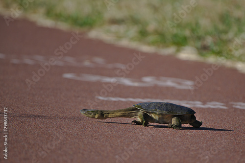 A Long Necked Turtle taken in the wetlands at Madeley, Western Australia