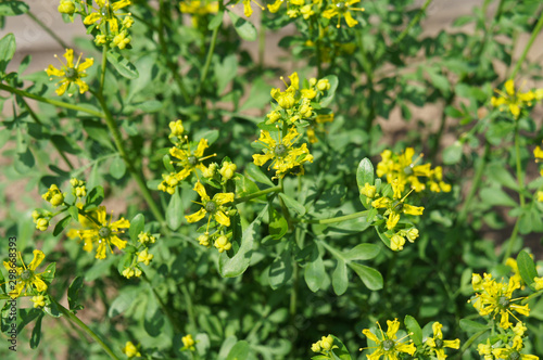 jackman's blue ruta graveolens green plant with yellow flowers