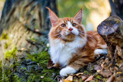 Very big red maine coon kitten sitting on tree in forest on summer spring day.