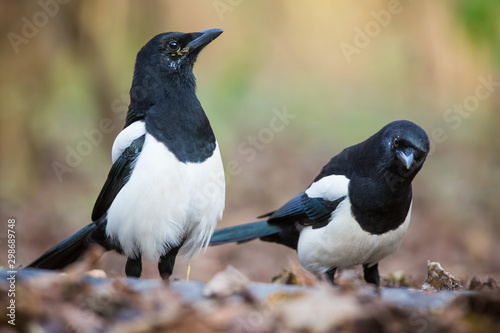 The Portrait of two Magpies