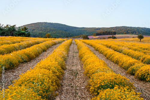 Champ de immortelle d'Italie en Provence, France, Ferrassières. 