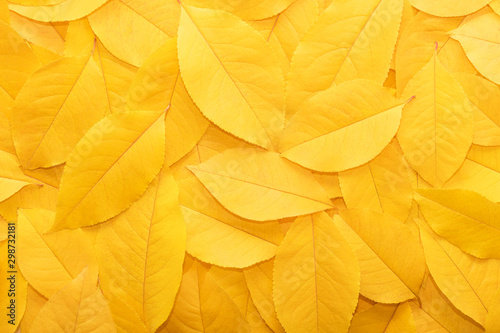 Background from autumn fallen leaves close-up. The texture of the yellow foliage.