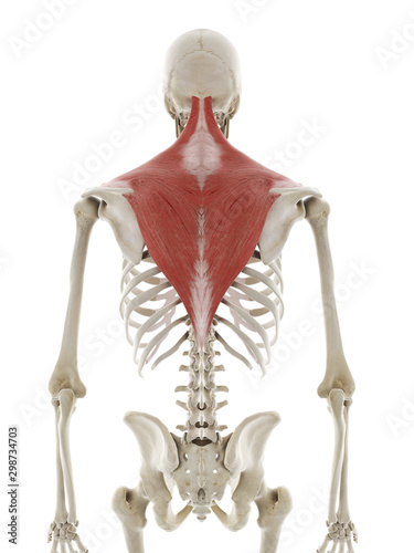 3d rendered medically accurate illustration of the trapezius