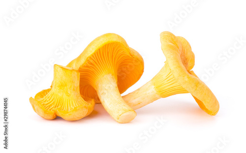 Yellow Chanterelle Isolated on White Background Close-Up