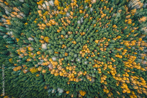 Aerial view on pine forest in autumn colors. Aerial landscape of breathtaking yellow birch and green pine woods. Earthly texture. Abstract overview. Maze of trees. 