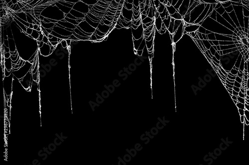 Real creepy spider webs hanging on black banner as a top border