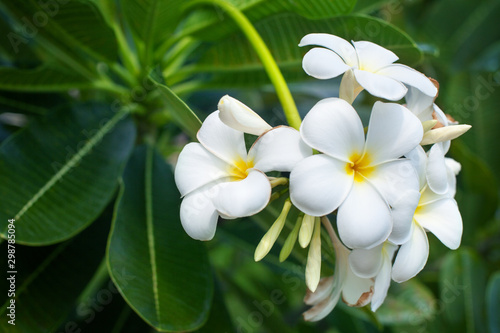 White and yellow plumeria flowers bunch blossom close up, green leaves blurred bokeh background, blooming frangipani tree branch, exotic tropical flower in bloom, beautiful natural floral arrangement