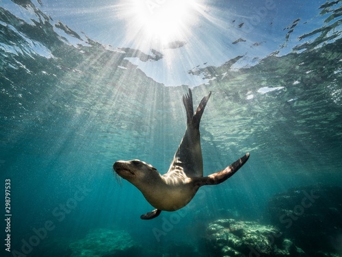 Beautiful shot of a California sea lion seal enjoying the rays of the sun in Baja California