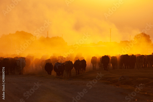 herd of cows on a road in a village at sunrise