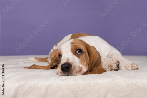 Cute basset hound puppy lying down looking up on a purple background