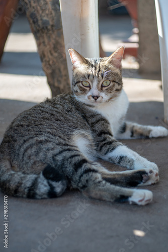 Portrait of striped Thai cat, cute cat