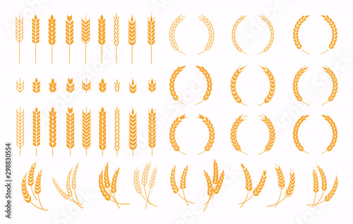 Set of wheats ears icons and wheat design elements. Harvest wheat grain, growth rice stalk and whole bread grains or field cereal nutritious.